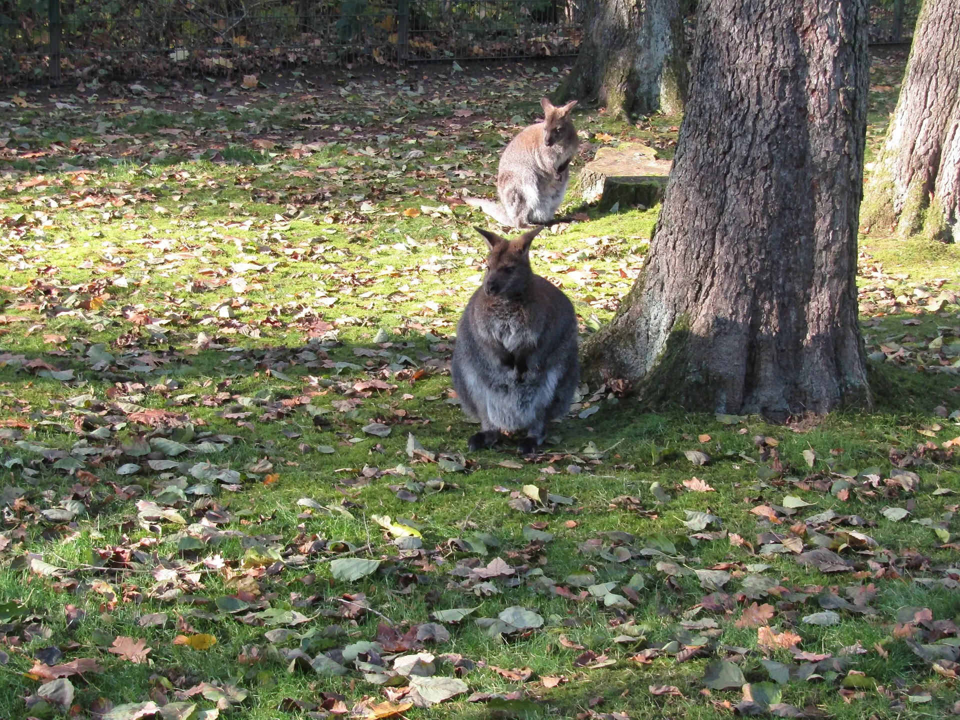 Bennettkängurus im Tierpark Chemnitz, ein Ausflugsziel für Familien