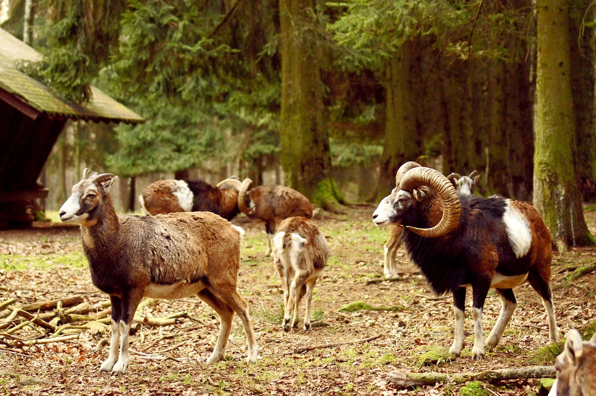 Heimische Tiere im Wildgatter Oberrabenstein bei Chemnitz